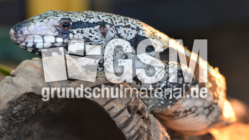 Schwarzweißer Teju (5).jpg